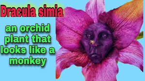 Where do MONKEY FACE ORCHIDS grow ...