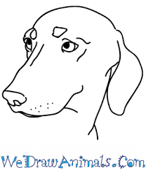 Start by drawing the head of the dog. How To Draw A Wiener Dog Head