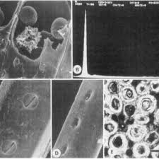 Image result for Monotes glaber