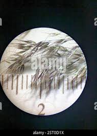 Image result for Pentameris