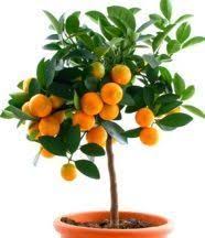 Comment Faire Germer Noyaux Et Pepins Pour Faire Pousser Des Fruits Tout Pratique Systeme Aquaponique Jardinage En Pots Aquaponie