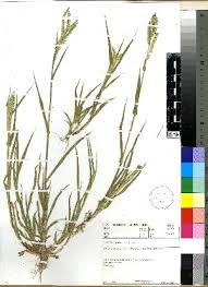 Image result for Urochloa brachyura