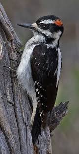 Small Bird With Red Spot On Head North Carolina Woodpeckers Woodpecker Birds Animals