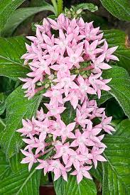 Image result for Pentas lanceolata