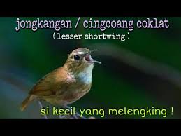 Cara membedakan burung decu jantan dan betina. Ciri Ciri Burung Flamboyan Jantan Dan Betina Gambar Burung