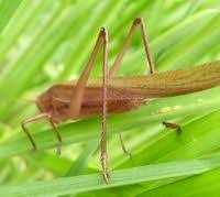 Image result for Ruspolia sp. no. 1 (Biegel 5407)