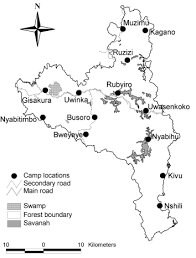 Image result for Pavetta pierlotii