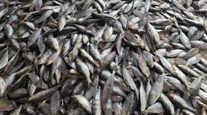 Massive Catch of 80 Maunds of Hilsa in the Bay of Bengal