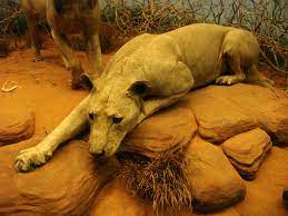 La historia de los leones asesinos de tsavo, que fu. Los Leones Devoradores De Hombres De Tsavo Todo Sobre Safaris El Blog De Paco Leon