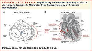 Ensure one way flow from atrium to ventricle (tricuspid and bicuspid valve). Anatomy And Physiology Of The Tricuspid Valve Sciencedirect