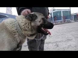 Kangal Huseyin Yildiz Kangal Kopeginin Kulagi Kesilmeli Zil Cengel Neden Takiliyor Anlatti Youtube
