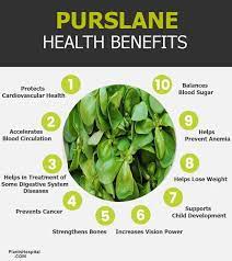 Purslane is a rich source of potassium, magnesium and calcium. 10 Proven Health Benefits Of Purslane How To Eat How Is It Prepared