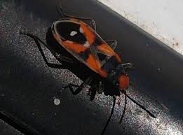 Red And Black Seed Bug Professional Pest Manager