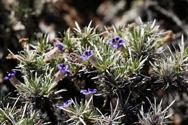 Image result for Aptosimum