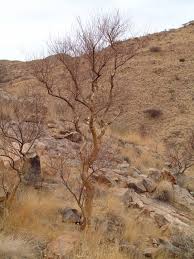 Image result for Euphorbia guerichiana