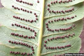 Image result for Cyatheaceae