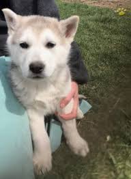 Get a boxer, husky, german shepherd female chow cross husky puppy for sale $2500 comes with vet papers ( vet checked , shots and deworming ) and a small care package last pic is. Banjo German Shepherd Husky Puppy For Sale In Vermontville Mi Happy Valentines Day Happyvalentinesday2016i