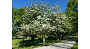 Use small trees as a screen for privacy. Recommended Replacements For Problem Trees University Of Illinois Extension