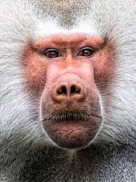 Did you know Group of Baboons is called Congress?