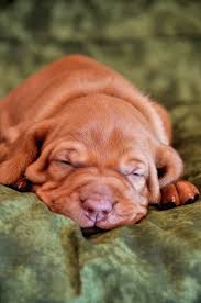 Maybe you would like to learn more about one of these? Vizsla Puppies Cleveland Ohio