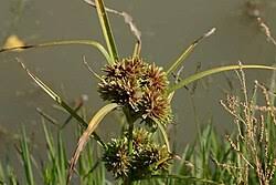 Image result for Cyperus pectinatus