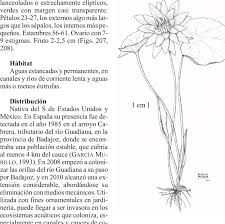 Image result for Nymphaea cf. mexicana