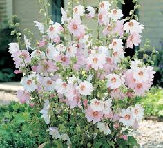 Image result for Pimpinella robynsii