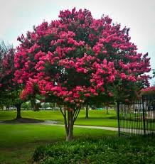Crape Myrtle Varieties And Guide The Tree Center