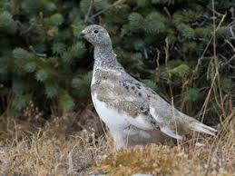 Image result for Phyllanthus taylorianus