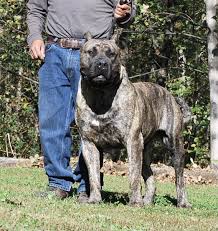 Find presa canario in dogs & puppies for rehoming | find dogs and puppies locally for sale or adoption in toronto (gta) : Presa Canario Sires In Alpharetta Ga Sanders Kennels