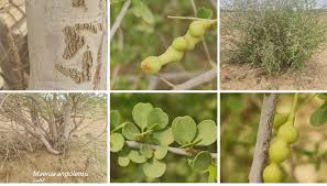 Image result for Maerua angolensis