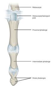 The ulna is located at the side of the forearm closest to the body. Types Of Synovial Joints Biology For Majors Ii