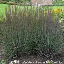 Image result for Schizachyrium