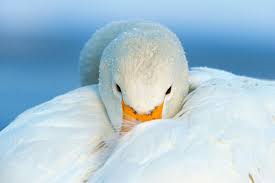 Resultado de imaxes para cisne