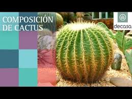 Palm beach flower and garden show. How To Repot Cacti Succulents Jeff Pavlat Central Texas Gardener Youtube Cactus Cacti And Succulents Cactus Plants
