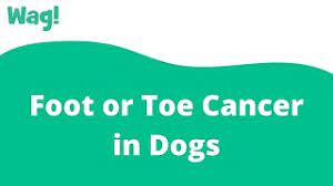 Honestly freaking out a bit. Foot Or Toe Cancer In Dogs Wag Youtube
