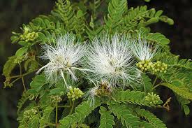 Image result for Cathormion