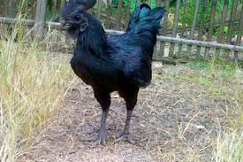 Tak terhitung jenis hewan yang menempati planet bumi. Ayam Cemani Dagingnya Hitam Darahnya Juga Ada Yang Hitam Bobo