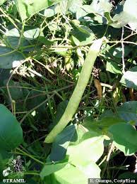 Image result for Canavalia ensiformis