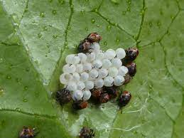 Ladybird Larvae Hatching From Eggs Small Insects Close Up Pictures Larvae