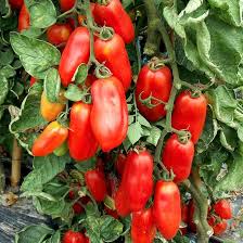 Image result for tomato San Marzano