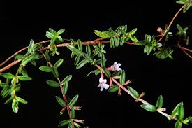 Image result for Lythraceae