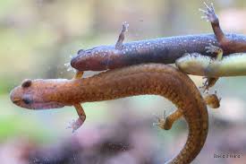 Image result for Disperis reklieberae