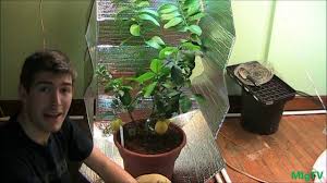 Plants need 18 hours of light a day when in the vegetative stage and 12 hours a day when flowering. How To Make The Cheapest Diy Grow Tent For Indoor Plants Youtube