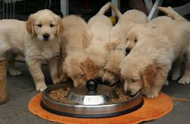 Includes detailed review and star rating for each selection. Top 10 Dry Dog Food Brands In India Dogexpress Review
