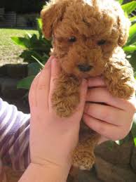Pin By Cassie Anderson On Totally Cuteness Toy Puppies Toy Poodle Puppies
