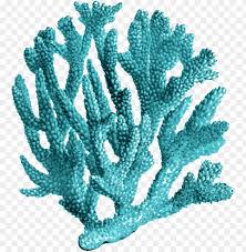 Check spelling or type a new query. Corals Png Png Image With Transparent Background Toppng