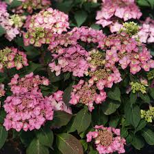 The let's dance series bloom on both new wood and old delivering seasons of flowers and lots of wow. Let S Dance Can Do Hydrangea Spring Meadow Wholesale Flowering Shrub Liners Spring Meadow Nursery