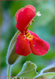 The botanical name has been changed to reflect recent research. Scarlet Monkeyflower Cardinal Monkey Flower Mimulus Cardinalis Desertusa