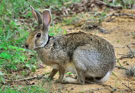 We did not find results for: Rabbit Habitat Pet Ponder
